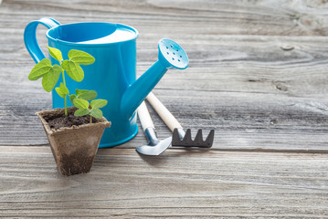 Seedlings in a peat pot and blue watering can © epitavi