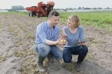 Farmers analysed the potato crop in the field on a digital tablet