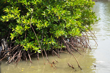 Mangrove tree in South Vietnam