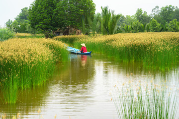 Fototapeta na wymiar Mekong delta landscape with Vietnamese woman rowing boat on Nang - type of rush tree field, South Vietnam