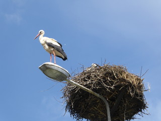 Stork on street lamp by nest on the blue sky background in Poland