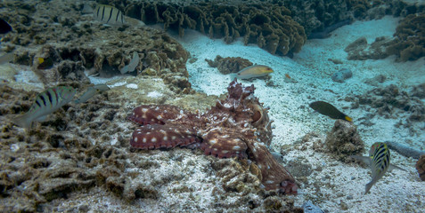 Octopus escaping a diver while scuba diving on the Great Barrier Reef in far north queensland Australia. The red octopus is moving to the left  