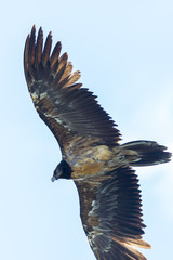 portrait juvenile bearded vulture (gypaetus barbatus) in flight