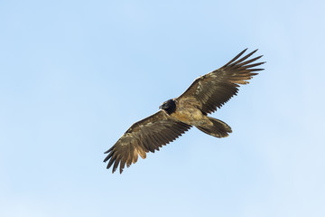 portrait juvenile bearded vulture (gypaetus barbatus) flying blue sky spread wings
