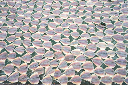 Yellowstripe scad fish is drying outdoor under sunlight in Mekong Delta, south of Vietnam