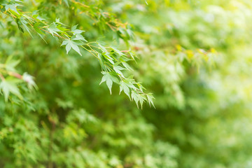Green maple leaves sunlight background in autumn at Japan