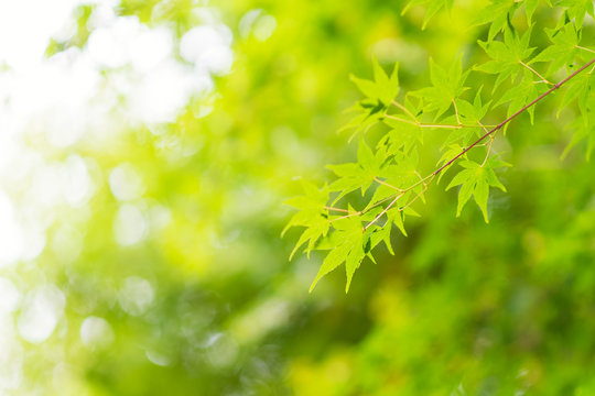 Green maple leaves sunlight background in autumn at Japan