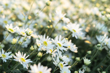 White daisy flowers in early morning sunlight
