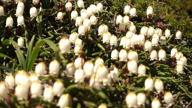 Flower Arctic bell-heather - Cassiope tetragona in tundra. Kuril Islands, Paramushir, Ebeko mountain. 
