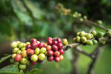 Coffee beans on tree