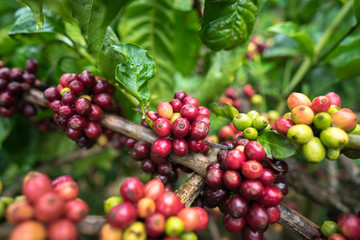Coffee beans on tree