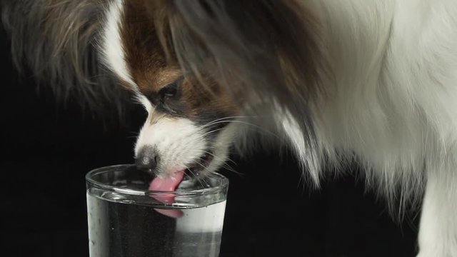 Beautiful young male dog Continental Toy Spaniel Papillon drinks clean water from a glass on black background slow motion stock footage video