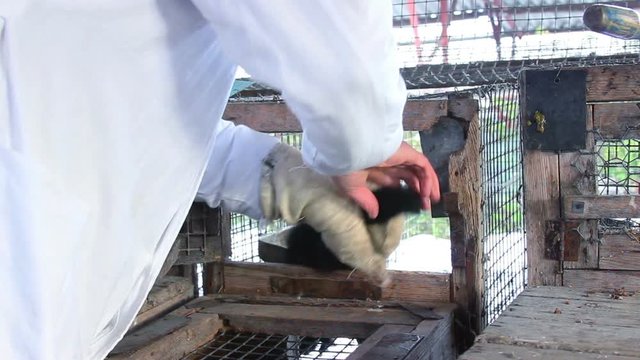 A man pulls out a black aggressive mink from the cage