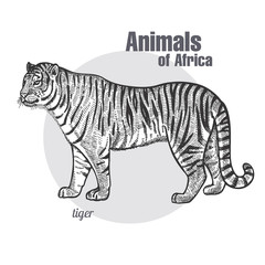 Fototapeta na wymiar Vintage engraving of animal tiger.