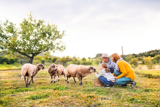 Senior couple with grandaughter feeding sheep on the farm.