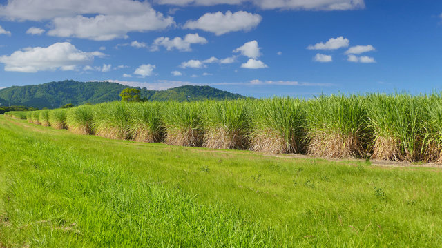 Sugar Cane Plantation, Tweed valley.