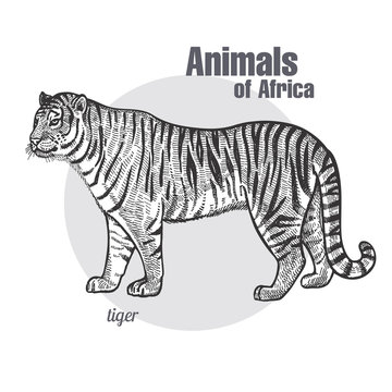 Vintage engraving of animal tiger.