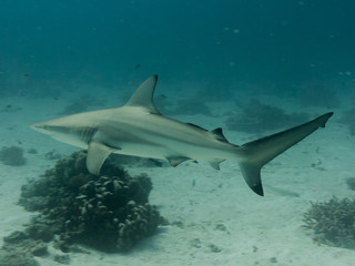 Grey reef shark swimming on the great barrier reef in Australia. The shark is going around lady elliot island in Queensland. The shark is going to the left.