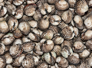 pile of seashells background