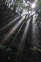 森の斜光線