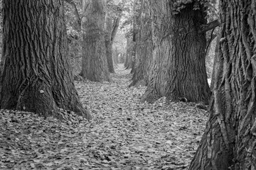 Geschwungener M&auml;rchen Waldweg im Herbst