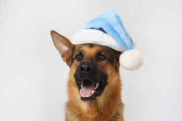 dog in a Christmas hat on a gray background