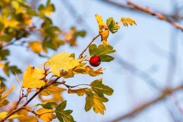 Rote Beere und gelbe Herbstblätter an einem Baum 