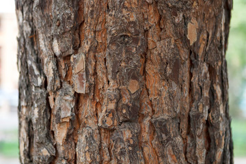 Bark of Pine Tree Close Up