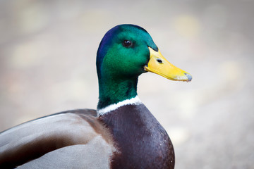 Beautiful duck walking in a park