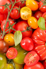 assorted variety of tomatoes
