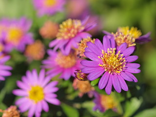 Obraz premium コンギクの花