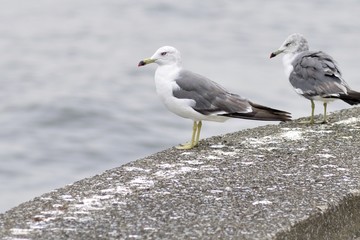 ウミネコ