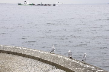 Obraz premium ウミネコ