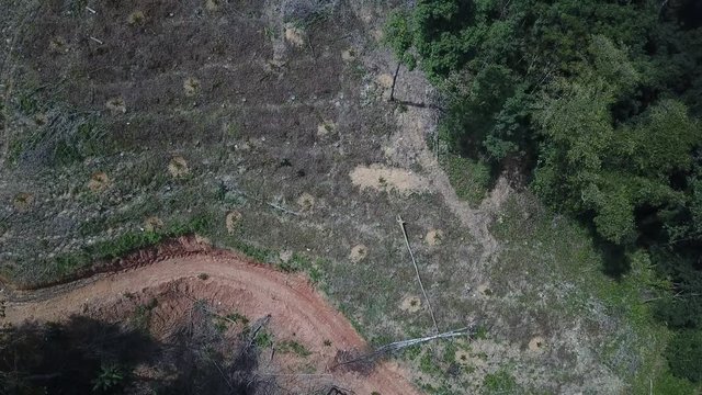 Deforestation. Logging. Rainforest destroyed to make way for oil palm plantations. Aerial drone footage. Indonesia