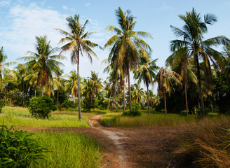 Fototapeta na wymiar footpath in palm forest in Phuket Thailand