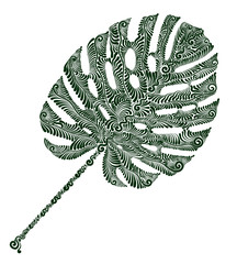 Plant leaf of Monstera