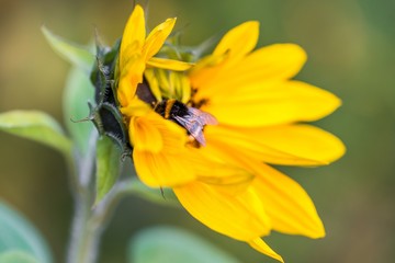 Hummel auf einer Sonnenblume im Herbst