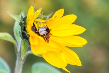 Hummel auf einer Sonnenblume im Herbst