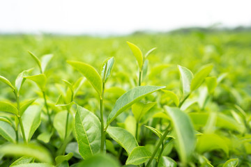 Green tea leaves in a tea plantation in morning
