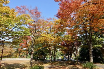 Naklejka premium 紅葉