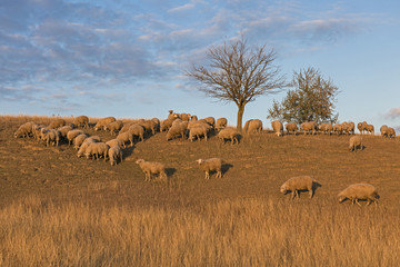 Sheep graze in the hills, Sheep at sunset