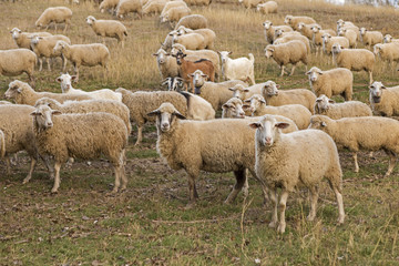 Obraz premium Sheep graze in the hills, Sheep at sunset