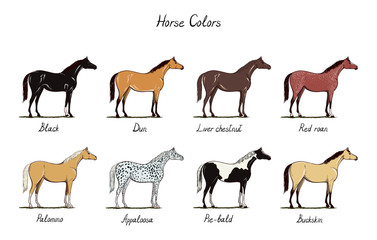 Horse color chart set.  Equine coat colors with text. Types of horses black, dun, chestnut, red roan, palomino, appaloosa, buckskin. Equestrian scheme. Vector cartoon hand drawn illustration.