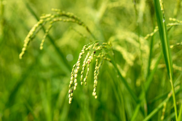 Obraz na płótnie Canvas Green paddy rice in field