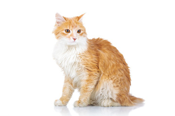 side view of a seated orange and white cat