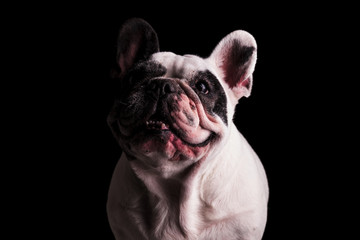 happy french bulldog looking like it's laughing