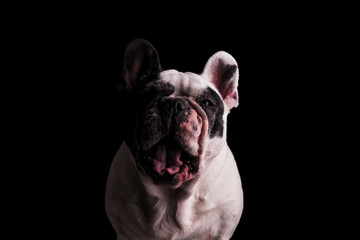 angry or mad french bulldog