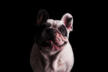 smiling french bulldog