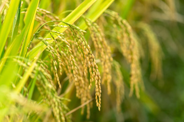 Yellow rice paddy in field ready for harvest.