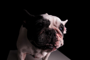 fierce french bulldog ready to bite